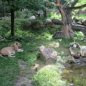 African Lion Exhibit