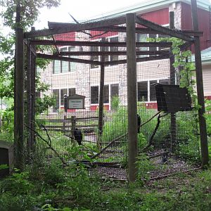 Turkey Vulture Exhibit