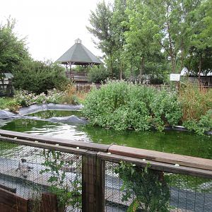 American Alligator Exhibit - 45 Gators!