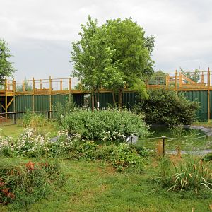 American Alligator Exhibit - 45 Gators!