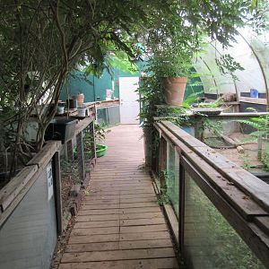 Jungle Building - with free-roaming tree frogs!