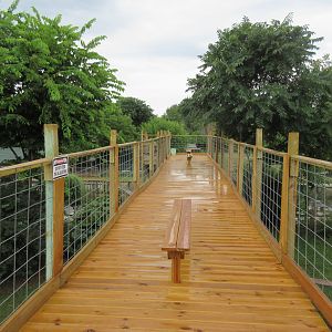 American Alligator Exhibit - Viewing Deck