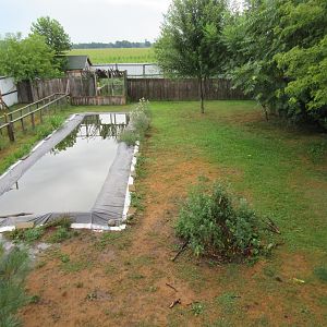 American Alligator Exhibit