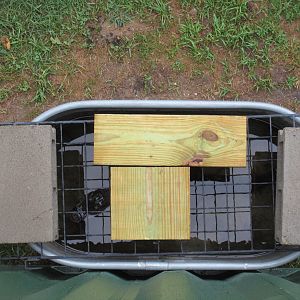 American Alligator - Solitary Confinement?