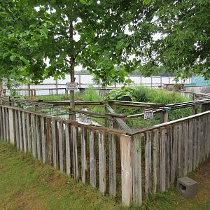 American Alligator Exhibit