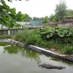 American Alligator Exhibit