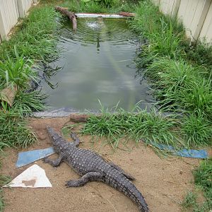 Nile Crocodile Exhibit
