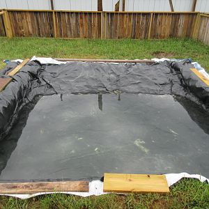 American Alligator Exhibit