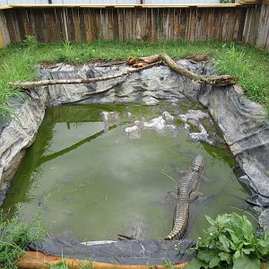 American Alligator Exhibit