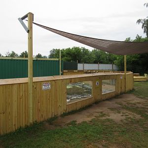 American Alligator Exhibit