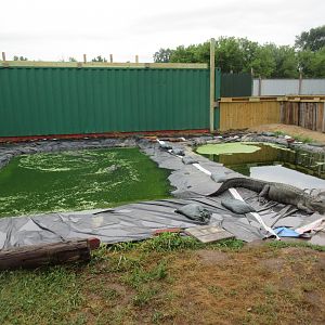 American Alligator Exhibit