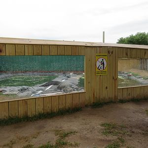 American Alligator Exhibit
