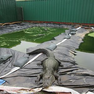 American Alligator Exhibit