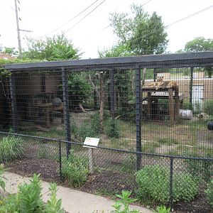 African Lion Exhibit