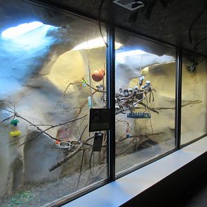 Cotton-top Tamarin Exhibit (in Reptile House)