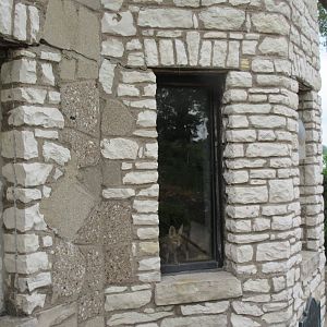 How much is that Fennec Fox in the window?