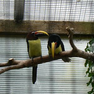 Green Aracari - 11 July 2018