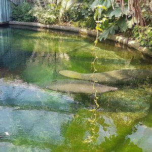 Manatees