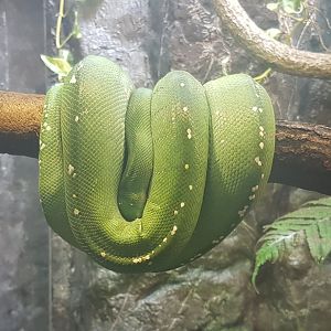 Green tree-python