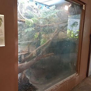 Enclosure Green tree-python