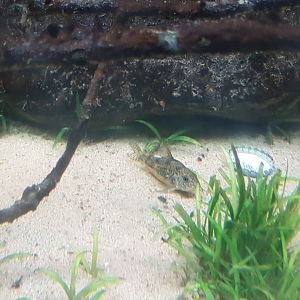 Corydoras longipennis
