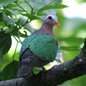 Emerald dove