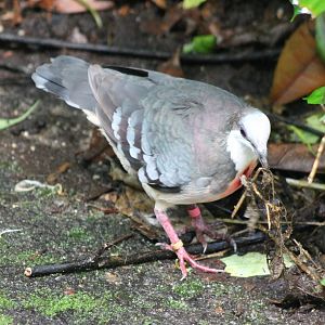 Nest-material collecting Bleeding-heart