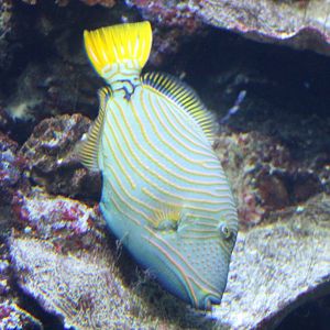 Orange-striped triggerfish