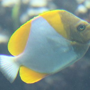 Pyramid butterflyfish