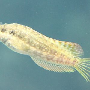 Banded sleeper goby