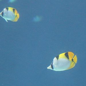 Black-wedged butterflyfishes