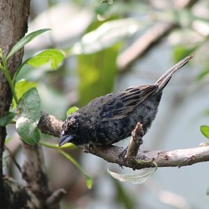 Blue-black grassquit
