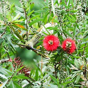 Streaked Spiderhunter