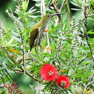 Streaked Spiderhunter