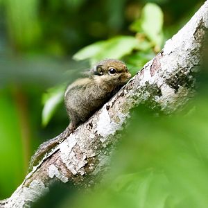 Himalayan Striped Squirrel