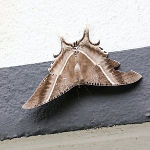 Giant Swallowtail Moth (Lyssa zampa)