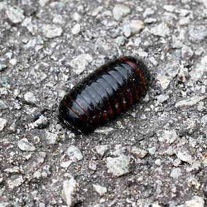 Pill Millipede