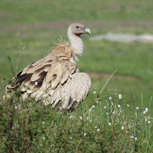 Himalayan griffon vulture