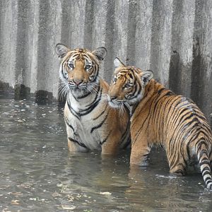 Malayan Tiger cubs