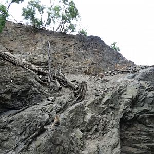 Barbary Sheep and Barbary Macaque enclosure