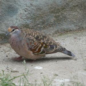 Common Bronzewing