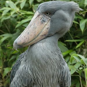 Shoebill