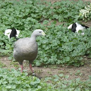 Cape Barren Goose and Magpie Geese
