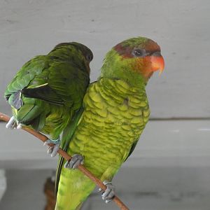 Mindanao Lorikeet