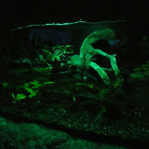 Bornean Earless Monitor enclosure