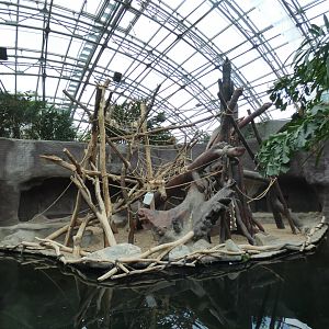 Indoor Sumatran Orang-utan enclosure