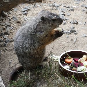 Woodchuck