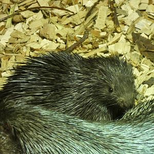 Palawan Porcupine