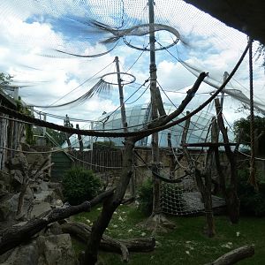 Sumatran Orang-utan Outdoor exhibit