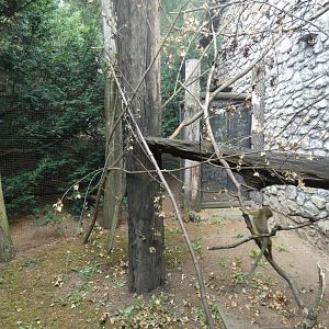 Gabon Talapoin Outdoors